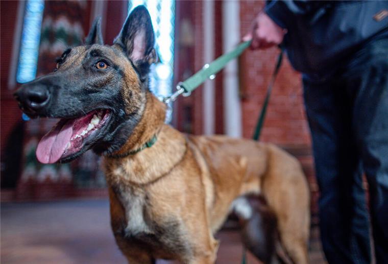 In Bremerhaven hat ein Hund einen Kater totgebissen. Nun erreicht die Diskussion auch die Politik (Symbolbild).