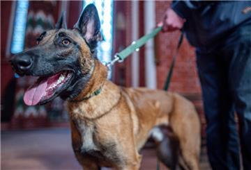 In Bremerhaven hat ein Hund einen Kater totgebissen. Nun erreicht die Diskussion auch die Politik (Symbolbild).