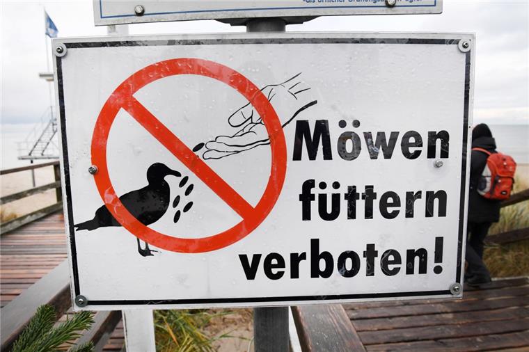In Bremerhaven ist es verboten, Möwen zu füttern. Viele halten sich aber nicht daran.