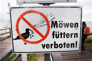 In Bremerhaven ist es verboten, Möwen zu füttern. Viele halten sich aber nicht daran.