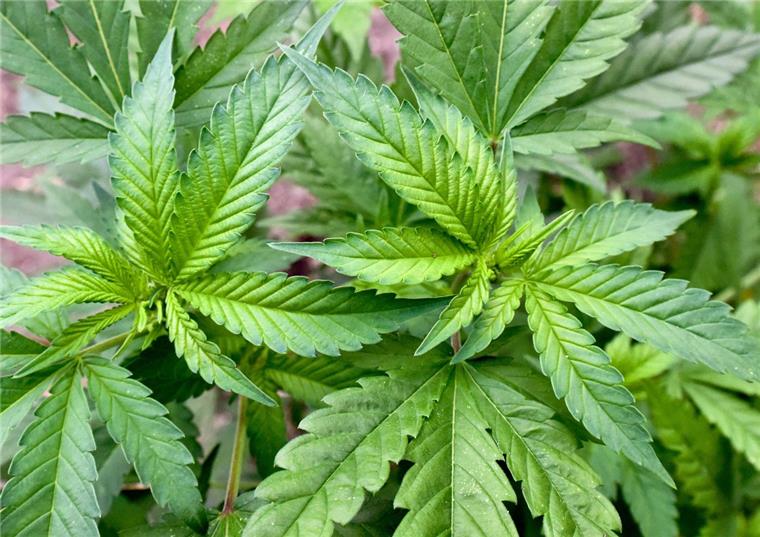 In Bremerhaven-Lehe ist eine illegale Hanf-Plantage entdeckt worden.