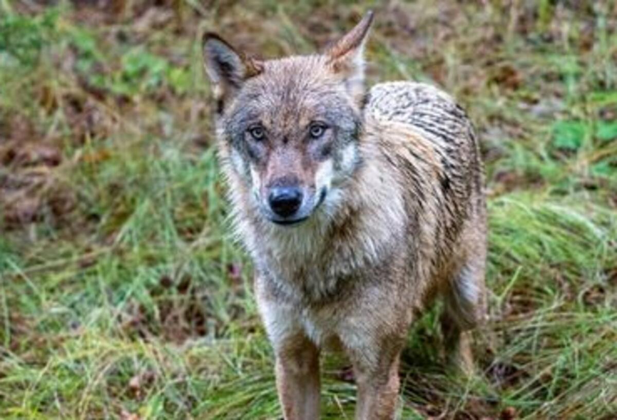 Ein Wolf schaut in die Kamera.