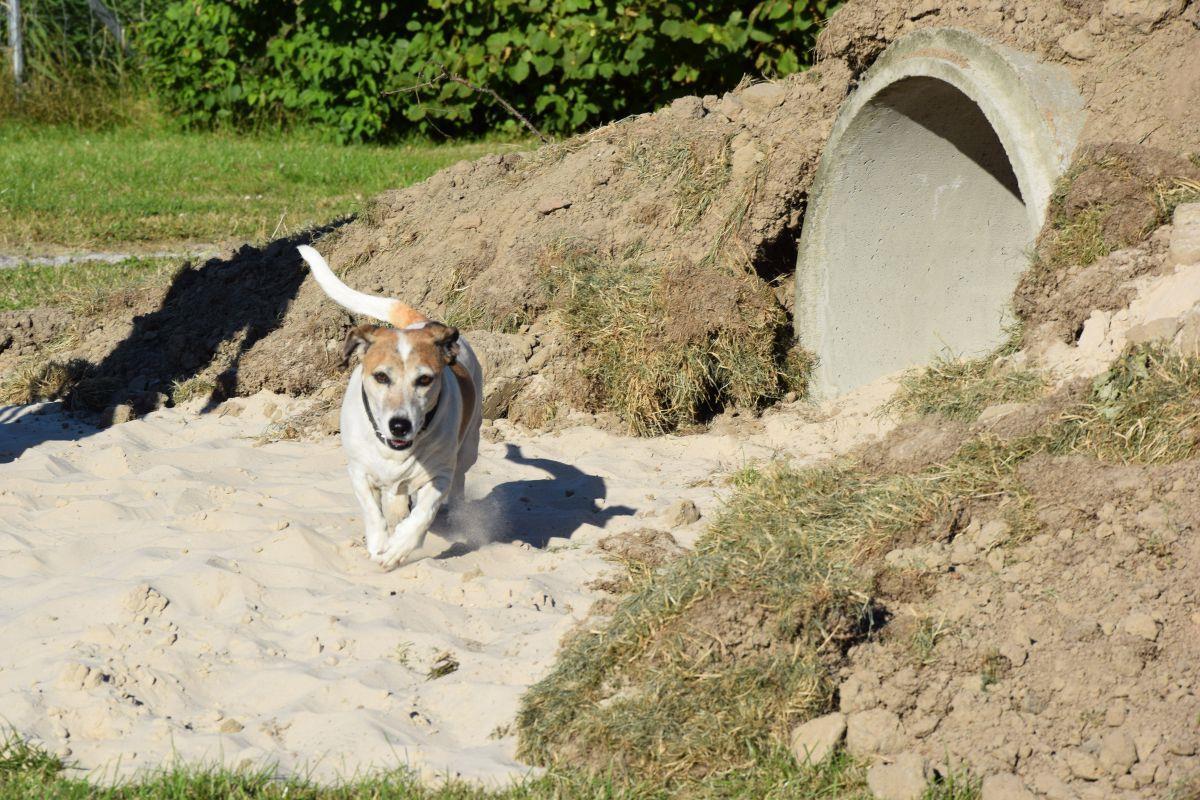 In dem neu eingerichteten Tunnel können sich Hunde austoben. Ebenso wie in einem Sandspielplatz, einer Pyramide und einem Teich.