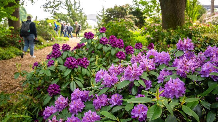 Blütenmeer in Pink und Pastell - Park feiert Rhododendron In dem Park in Bad Zwischenahn können Gartenliebhaber etwa 2.000 verschiedene Arten und Sorten bestaunen.