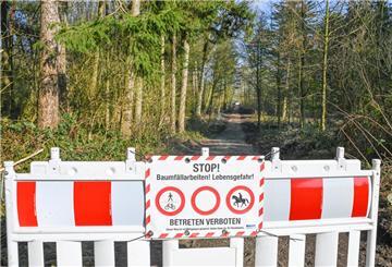 In den Bremerhavener Stadtparks müssen zahlreiche Bäume gefällt werden.