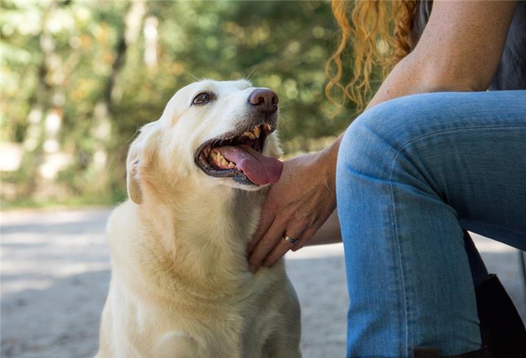 Studie: In Bremen und Hamburg leben die meisten Hundefreunde Ein Hund sitzt neben seiner Halterin.