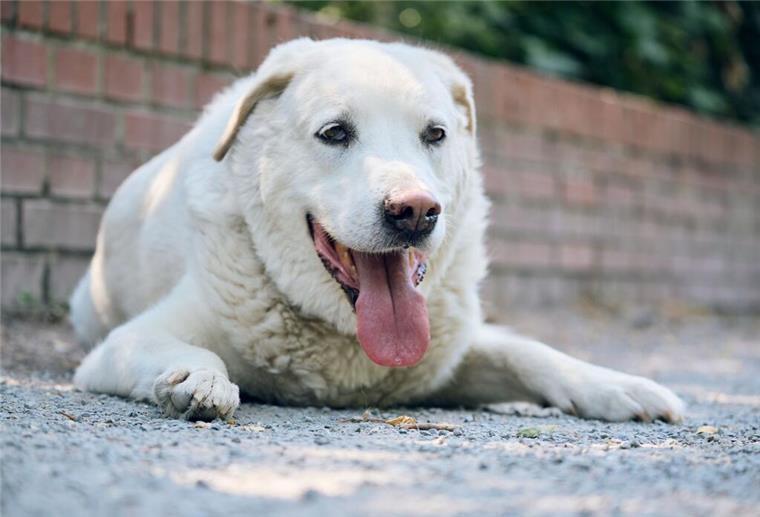 Mischlingshund „Diego“ liegt hechelnd mit heraushängender Zunge im Schatten.