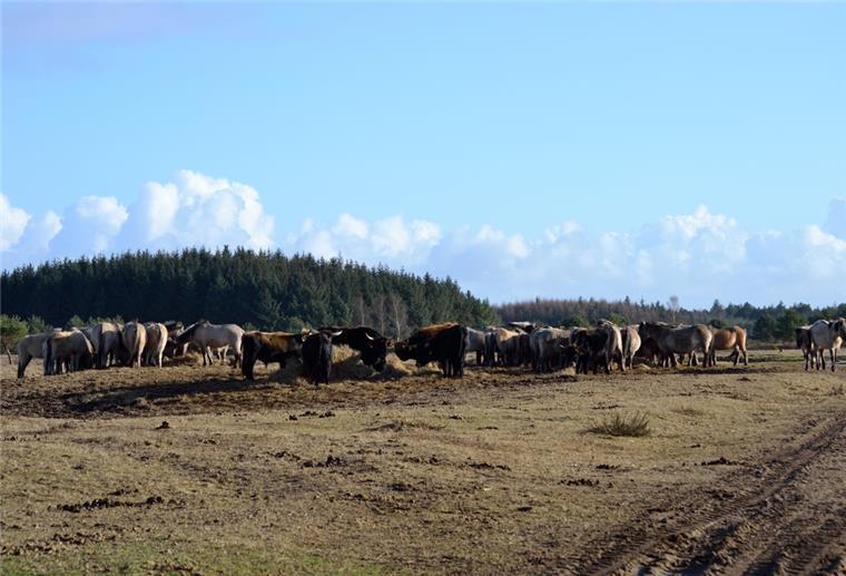 Heckrinder Küstenheiden 