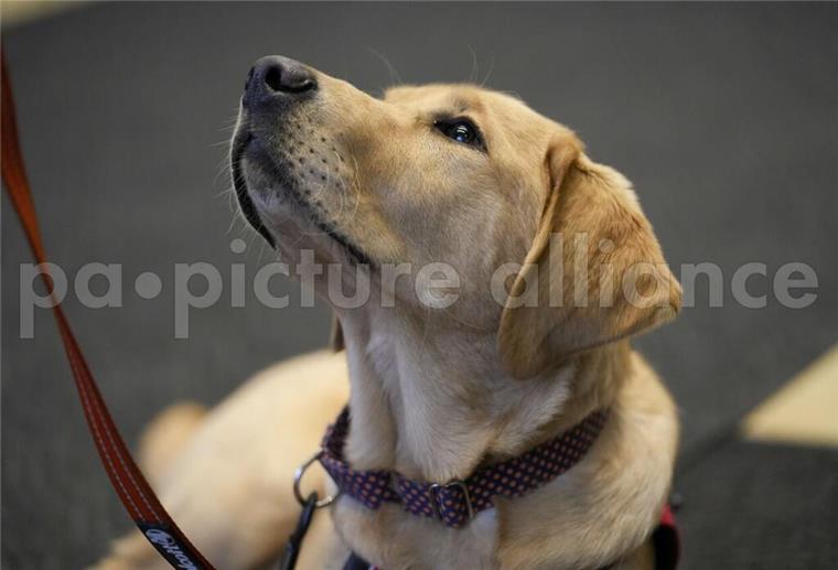 Überschall-Knall: Hunde während Luftwaffenübung besser angeleint lassen Hund an der Leine