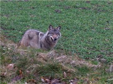 In den Niederlanden ist ein Wolf überfahren worden, der aus dem Cuxhavener Rudel kommt.  