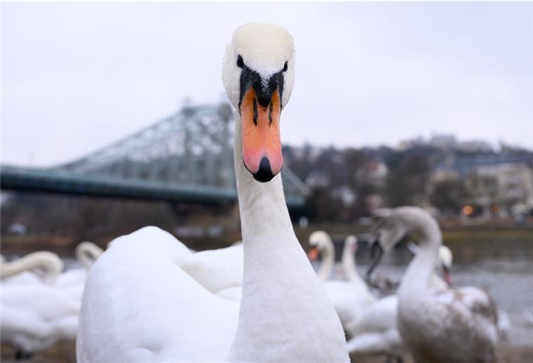 Bremen-Osterholz: Schwan auf grausame Weise getötet In den vergangenen Wochen wurden zwei Schwäne - hier ein Symbolbild - in Bremen getötet.