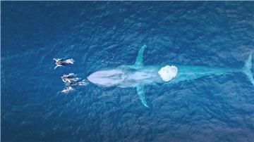 Luftfotos eines Blauwals. In der ARD-Natur-Doku „Faszination Europa“ sind Blauwale zu sehen, die größten Lebewesen der Erdgeschichte. Ihr niederfrequenter Gesang zählt zu den lautesten Tönen im Tierreich.