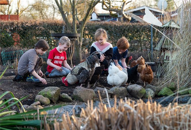 Immer mehr junge Familien wollen Kleingärten Elias, Finn, Saskia und Liam füttern Hühner auf dem Gelände des Kleingartenvereins Ilmenau.