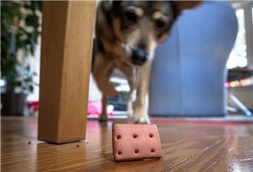 Ein Hund sucht in der Wohnung nach versteckten Leckerlis.