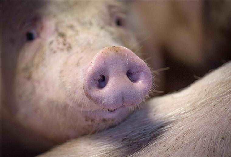 Ein Schwein im Mastbetrieb von Jörn Ehlers. Tierschützer fordern Landwirte, Politik und Gesellschaft zum Umdenken in der Nutztierhaltung auf - der Vizepräsident des Bauernverbands warnt vor zu strengen Vorgaben. (zu dpa: «Können Tierhalter Wirtschaftlichkeit und Tierwohl vereinbaren?») +++ dpa-Bildfunk +++