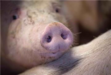 Ein Schwein im Mastbetrieb von Jörn Ehlers. Tierschützer fordern Landwirte, Politik und Gesellschaft zum Umdenken in der Nutztierhaltung auf - der Vizepräsident des Bauernverbands warnt vor zu strengen Vorgaben. (zu dpa: «Können Tierhalter Wirtschaftlichkeit und Tierwohl vereinbaren?») +++ dpa-Bildfunk +++