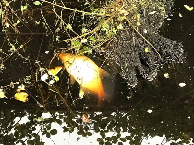 In der Geeste sind mehrere tote Fische entdeckt worden.