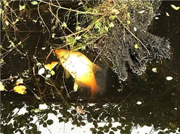 In der Geeste sind mehrere tote Fische entdeckt worden.