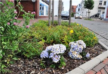 In der Grünen Straße haben Anwohner die Pflege der Beete übernommen. Das sieht schön aus.