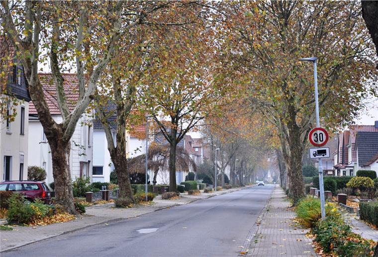 Sperrungen in der Nordenhamer Hansingstraße In der Hansingstraße werden die Platanen in den nächsten Wochen zurückgeschnitten.