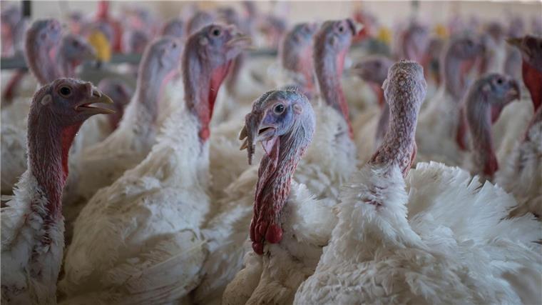 In der Samtgemeinde Lemförde ist die Vogelgrippe in einem Betrieb aufgetreten, 18.000 Tiere müssen getötet werden. (Symbolbild)