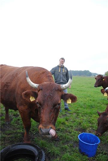 In der Samtgemeinde Tarmstedt werden Angler Rinder gezüchtet. Das Fleisch wird vermarktet.