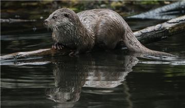 In der Wesermarsch gibt es wieder Fischotter.