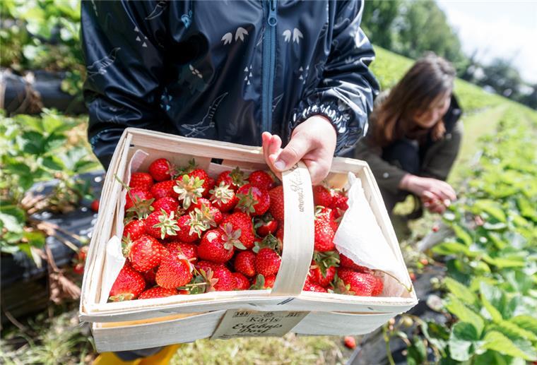 Eine Mutter pflückt mit ihrem Sohn zu Saisonbeginn die ersten Erdbeeren auf einem Feld.