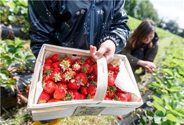 Eine Mutter pflückt mit ihrem Sohn zu Saisonbeginn die ersten Erdbeeren auf einem Feld.