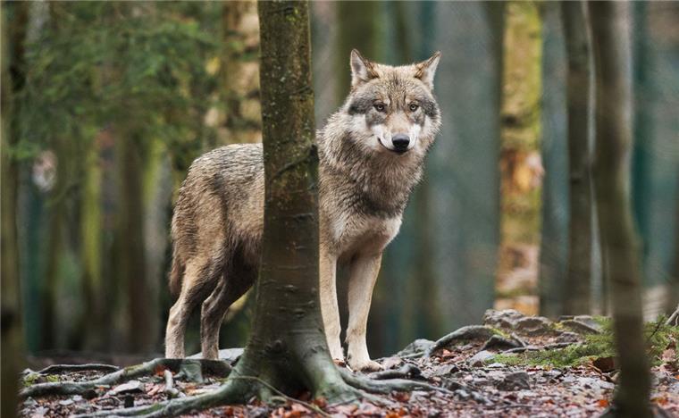 In Deutschland wird seit Jahren erbittert über den Umgang mit den streng geschützten Wölfen gestritten.