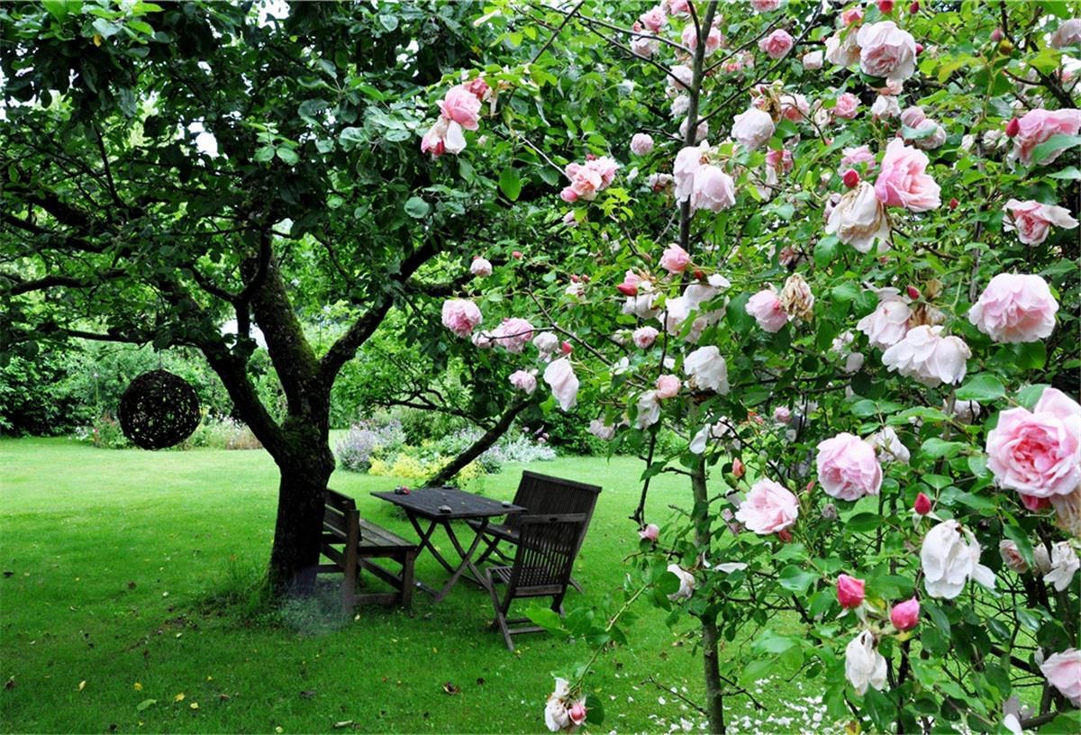 Unsere Gartenserie: Zwischen Deich und Kunst In diesem Garten dominieren neben Kunst und großen Bäumen auch Rosen.