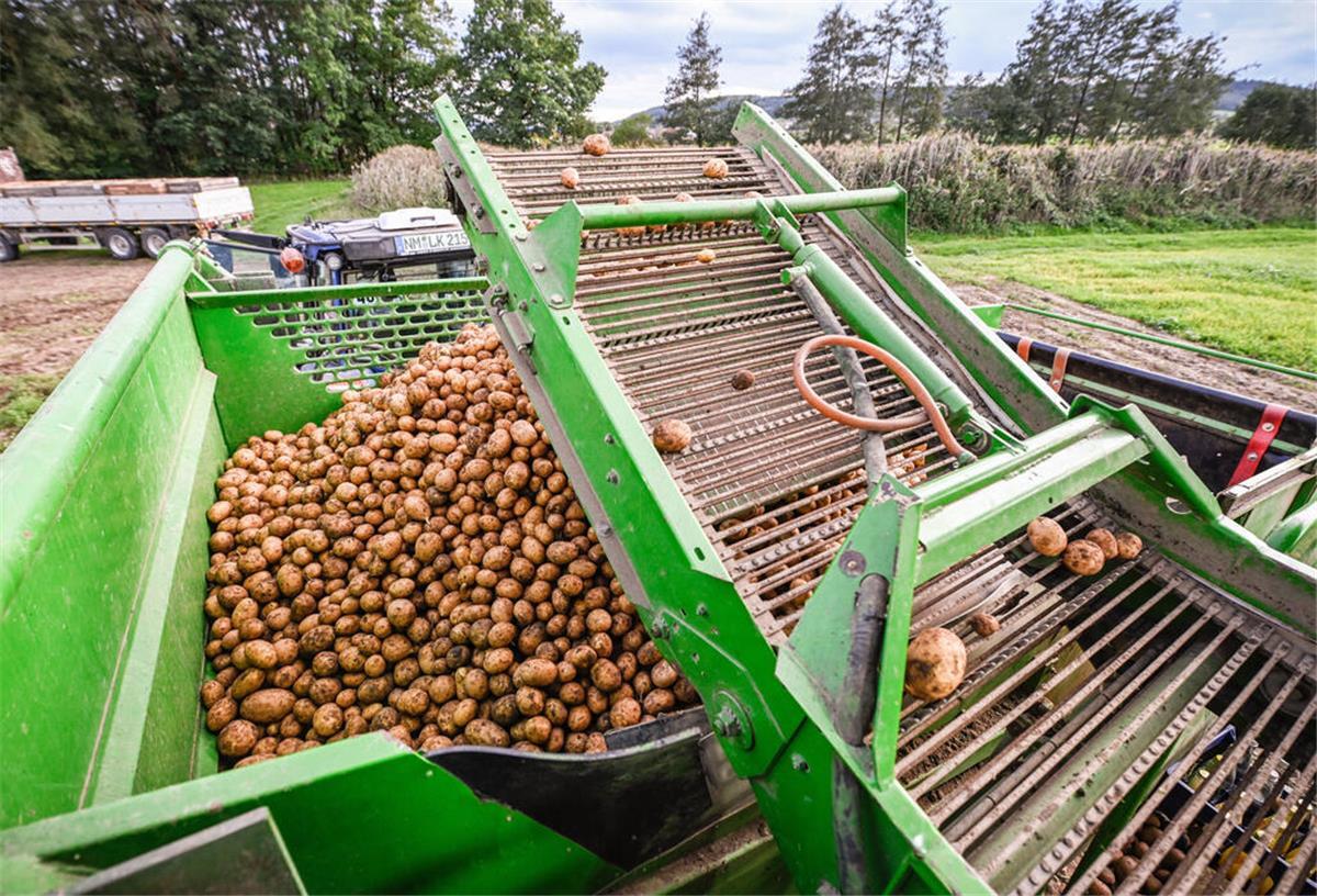 Gute Nachricht für den Norden: Kartoffelernte erwartet Rekorderträge Kartoffeln liegen auf einem Feld, nachdem sie mit einem Schwadleger aus der Erde geholt worden sind