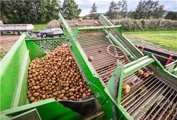  Kartoffeln liegen auf einem Feld, nachdem sie mit einem Schwadleger aus der Erde geholt worden sind