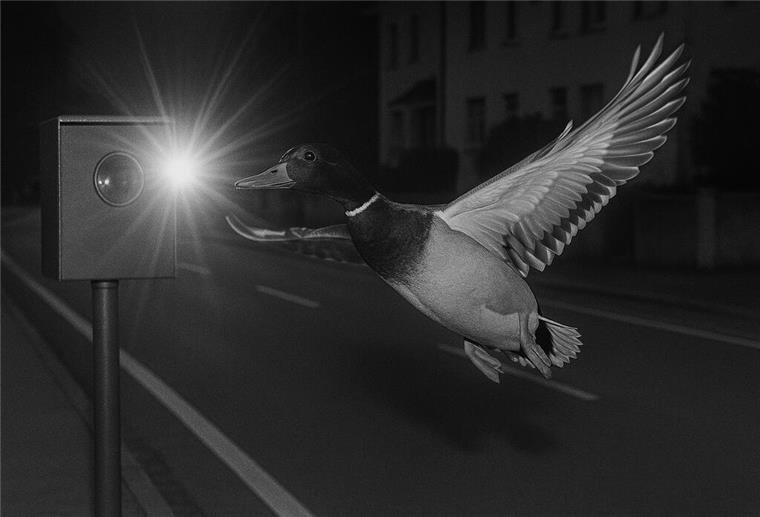 Ente innerorts geblitzt - sie flog 22 km/h zu schnell! Eine KI-generierte Ente, die geblitzt wird.