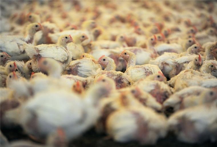 30 000 Jungtiere halten sich am 19.07.2011 in einem Hähnchenstall in Niedersachsen auf.