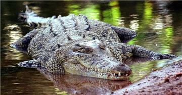 In einem Krokodil in Australien wurden menschliche Überreste gefunden.