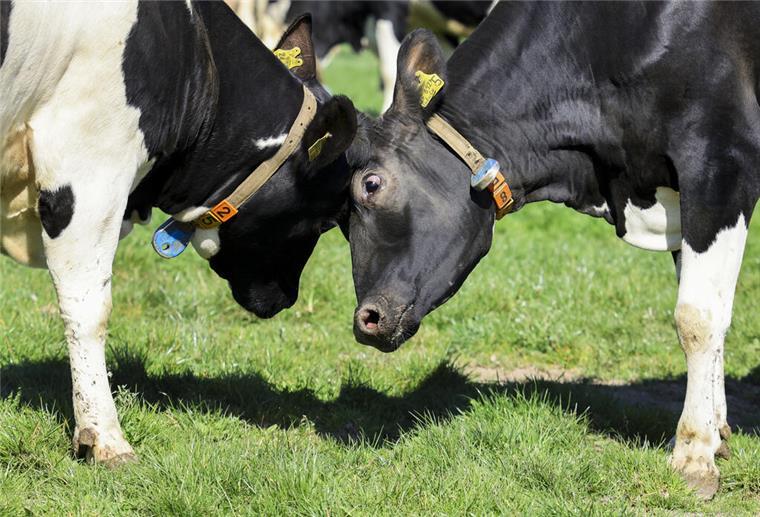 Zwei Kühe auf der Weide.