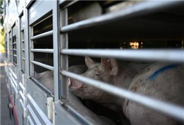Schweine warten in einen Anhänger auf den Transport zum Schlachthof. 