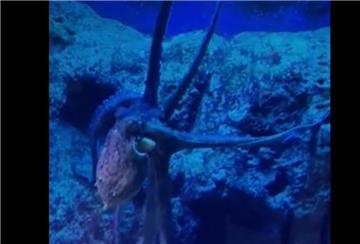 In einem Video auf Instagram hat der Zoo „Jasmin“ vorgestellt.