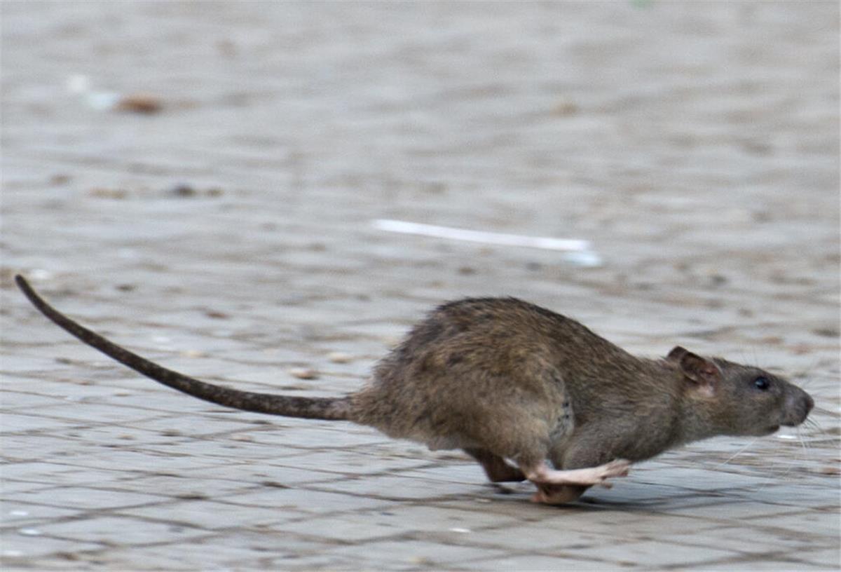 Brutale Tierquälerei: Jugendliche töten Ratte auf grausame Weise In einem Wohnkomplex kam es zu einem Fall von Tierquälerei. Zwei Jugendliche stehen im Verdacht, eine Ratte (Symbolfoto) grausam gequält zu haben – die Polizei hat Ermittlungen aufgenommen.