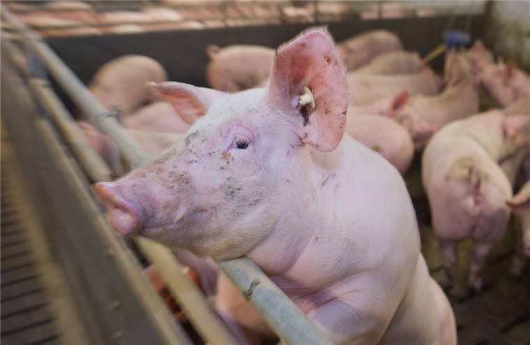 Hannover: 1000 tote Schweine in Mastbetrieb In einer Schweinemast bei Hannover sind rund 1000 Tiere verendet.