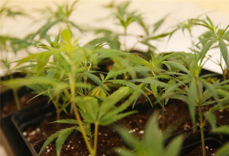 Hanfplantage