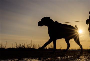 Ein Hund bei sonnigem Wetter
