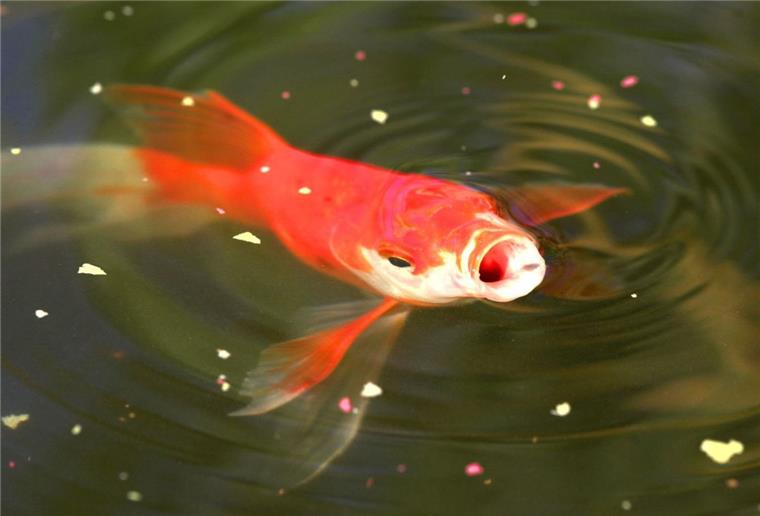 In Frankreich hat ein Feuerwehrmann einen Goldfisch aus einem Schlammloch gerettet.