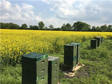 In Geestland - zwischen Sievern und Holßel - wurden Bienenvölker gestohlen.