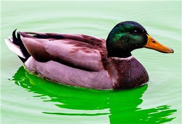 Stockente schwimmt auf einem Gewässer.