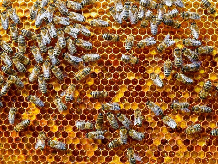 In Hatzte wurden vier Bienenvölker von Unbekannten gestohlen.