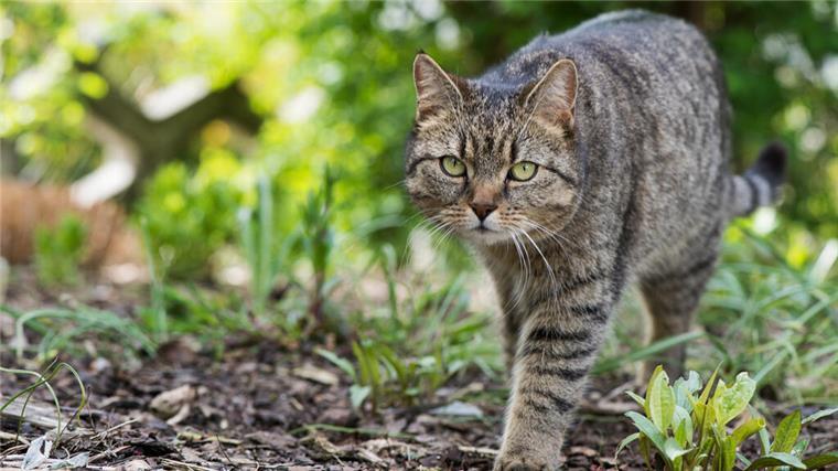 Schreckliche Tat bei Rotenburg: Unbekannte schießen auf kleine Hauskatze Eine Katze läuft durch einen Garten.