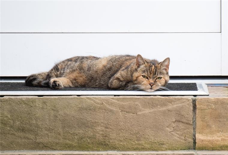 In Imsum sind in fünf Wochen fünf Katzen verschwunden. Bei der abgebildeten Katze handelt es sich um ein Symbolbild.