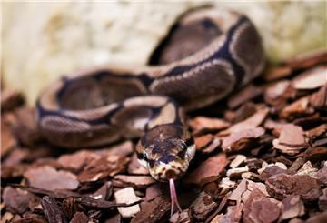 Eine Königspython züngelt.  In Indonesien hat ein Imam mit einer Machete eine fünf Meter lange Python erschlagen – nur Sekunden nach einem Angriff auf ihn.
